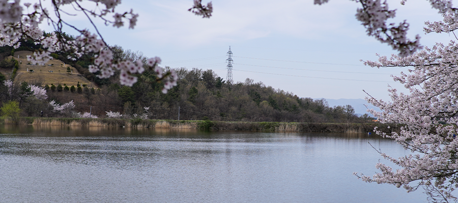 Cherry blossom branches frame a calm lake with wooded hills and a utility transmission tower in the background, suggesting spring growth near infrastructure.